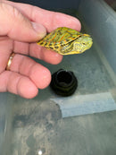 Hi Red Line Bred Pastel Red Eared Slider Turtle 2024