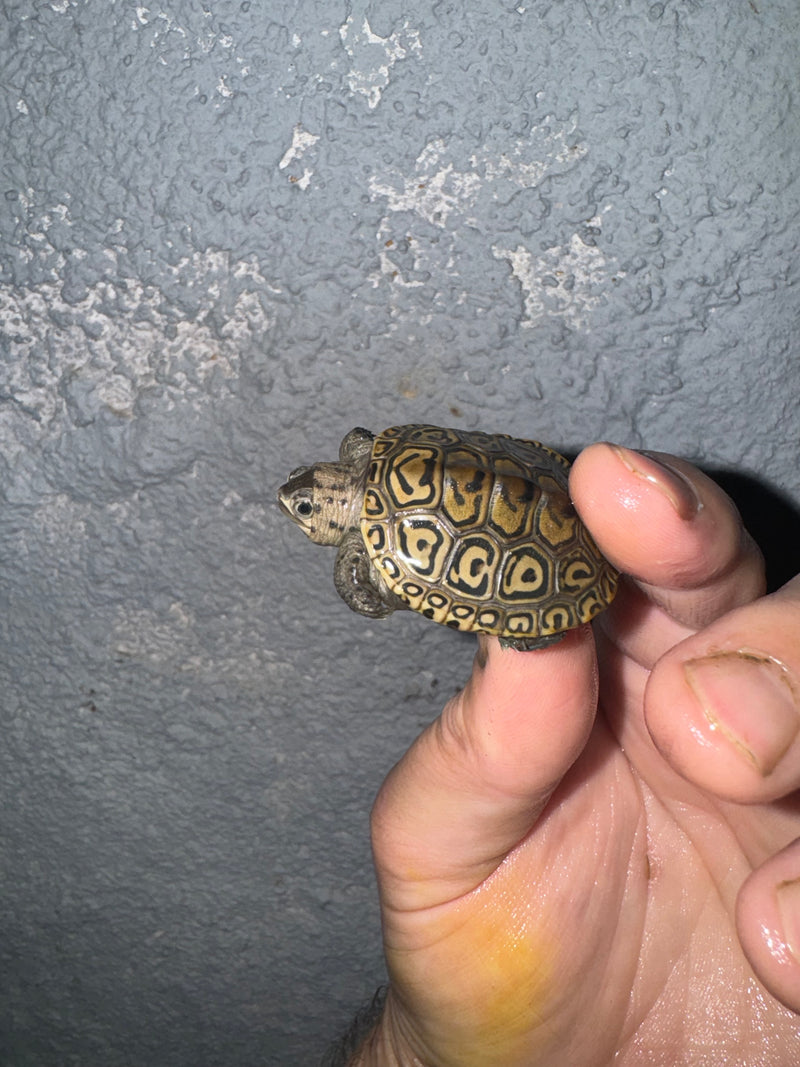 Hi White Concentric Diamondback Terrapin 2024