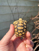 Leopard Tortoise 2024