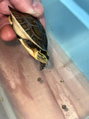 Ceram Box Turtle Baby