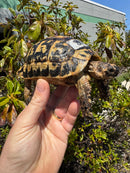 Libyan Greek Tortoise Adult Male