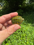 Orange Flame Baby Florida Red Bellied Turtle 2025
