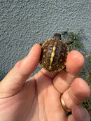 Hi Color Eastern Box Turtle Baby