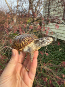 Desert Box Turtle Adult Female CB