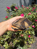 Twist-necked Turtle LTC Female