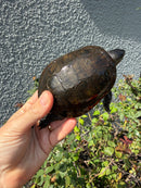 Franco-Italian Pond Turtle Adult Male