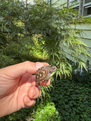 Hi Color Yellow Baby Eastern Box Turtle