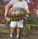 South African Giant Leopard Tortoise Adult Female