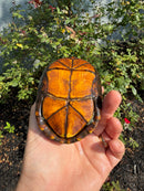Red Cheeked Mud Turtle Adult Trio