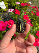 HI YELLOW Florida Box Turtle