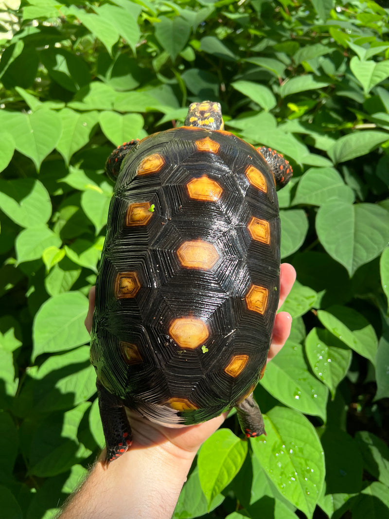 Suriname Red Foot Tortoise Adult Female