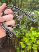 Florida Blue Garter Snake Adult Female