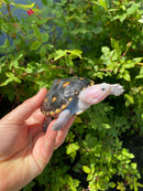 Ornate Diamondback Terrapin Female