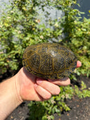 Sicilian Pond Turtle Adult Pair