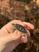 HI YELLOW Florida Box Turtle Baby