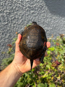 Franco-Italian Pond Turtle Adult Male