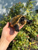 Pacific Giant Musk Turtle Adult Male