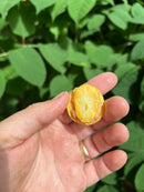 Paradox Albino Red Eared Slider Turtle  2024