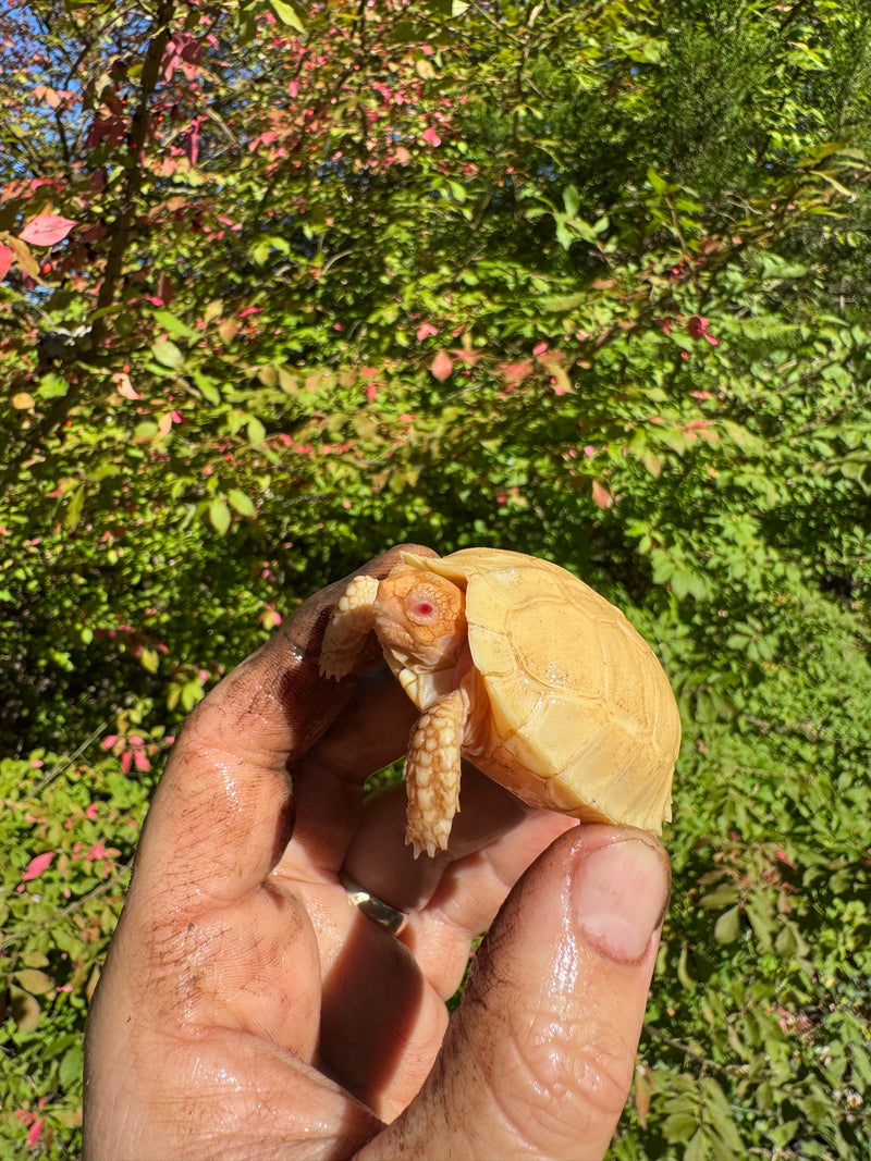 Albino African Spurred Tortoise Baby 2025