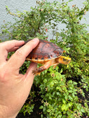 McCord's Box Turtle Adult Male