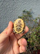 Hi Color Eastern Box Turtle Baby