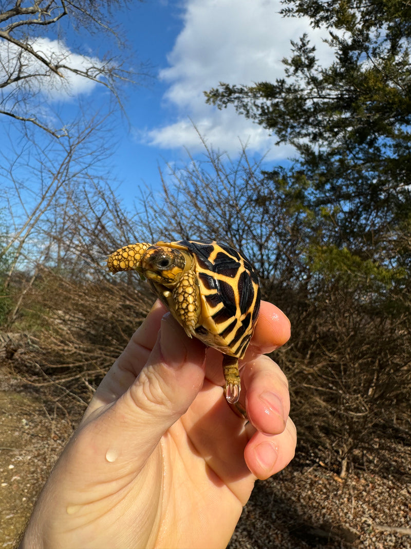 Sri Lankan Star Tortoise 2024