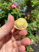 Albino Yellow Bellied Slider Turtle Male