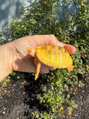Albino Heiroglyphic River Cooter Turtle