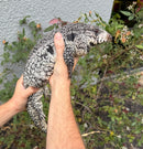 Blue Tegu Adult Female Breeder