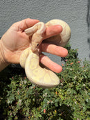 Banana Ball Python Mixed Morph Female