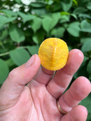 Paradox Albino Red Eared Slider Turtle  2024