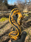 Fire Low White Pied Ball Python Female