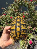 Eastern Hermann's Tortoise Adult Female