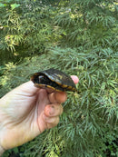 Tobasco Mud Turtle Adult Trio