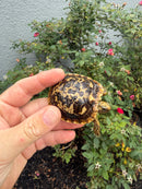 Pancake Tortoise Baby 2026