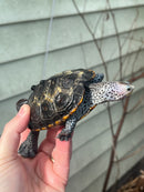 Flowerback Ornate Diamondback Terrapin Male