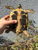 Eastern Hermann's Tortoise Adult Female