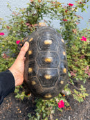 Red Foot Tortoise Adult Male
