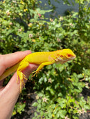 Crimson Red Albino Green Iguana 2026