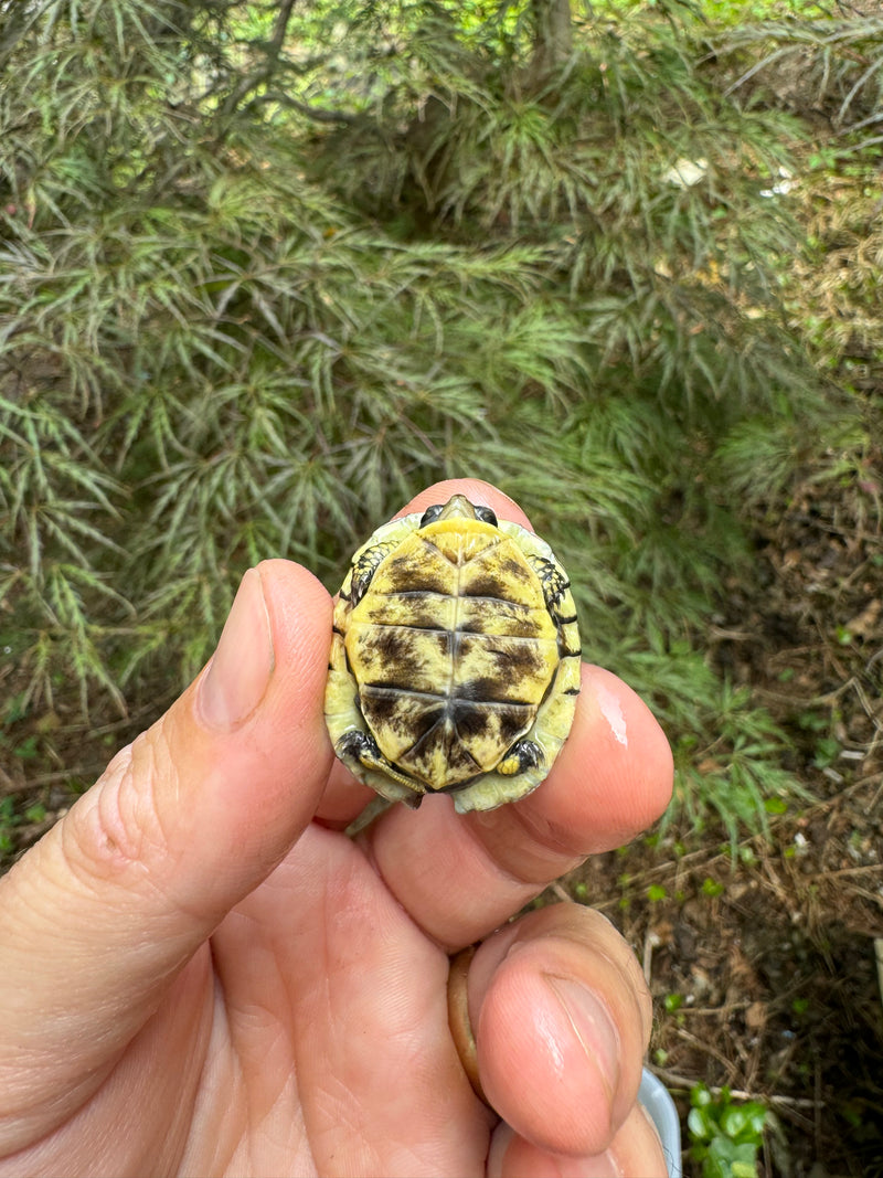 HI YELLOW Florida Box Turtle Baby 2024