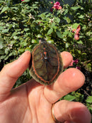 Indian Pink Ringed Tent Turtle