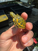 Orange Flame Baby Florida Red Bellied Turtle 2025