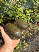 Sicilian Pond Turtle Adult Pair