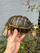 Mesopotamian Greek Tortoise Adult Female