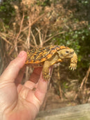 HI White Pancake Tortoise Adult Female