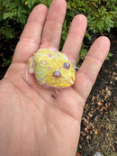 Mutant  Pacman Frog