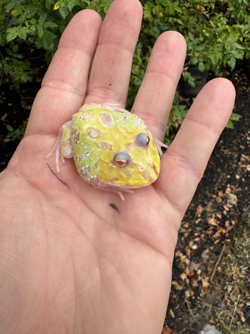 Mutan Pacman Frogs For Sale | American Reptile Distributors