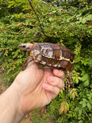 Homes Hinge-back Tortoise Female