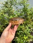 Flat Shell Turtle Juvenile Female 2025
