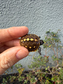 Hi Color Eastern Box Turtle Baby
